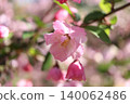 粉紅色的花朵在春日陽光下綻放 140062486