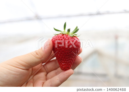 我手裡拿著一顆熟透的草莓 我手裡拿著一顆熟透的草莓 140062488