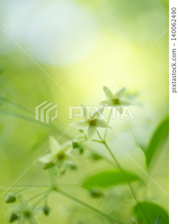 白花苔蘚 *Hypogymnia japonica* 的短暫之美。 白花苔蘚 *Hypogymnia japonica* 的短暫之美。 140062490