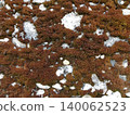 Brown moss on rocky surface. 140062523