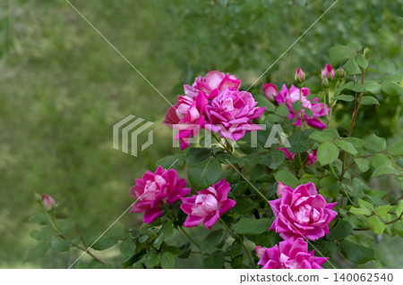 Roses of May Roses of May 140062540
