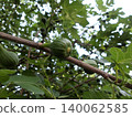 Unripe green figs on branch. 140062585