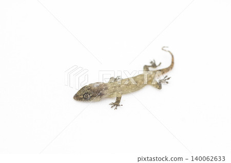 lizard  on white background with copy space 140062633