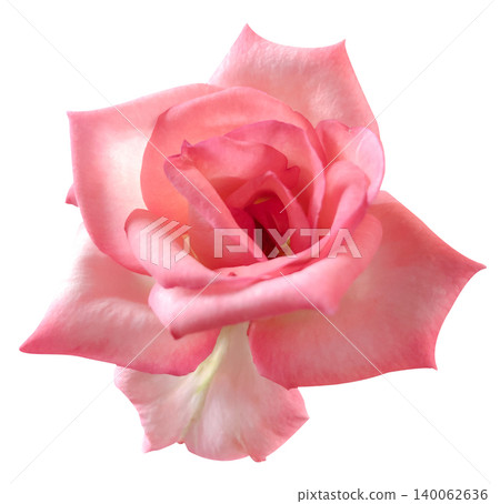 Close-up  Roses isolated on white background 140062636