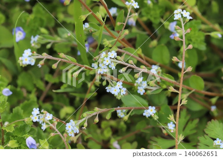 Tiny, light blue forget-me-not flowers blooming by the roadside in spring. 140062651