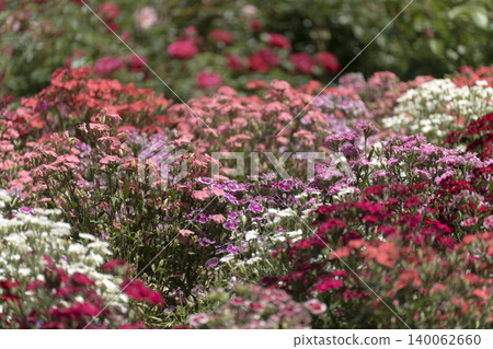 Carnation flowers bathed in the May sunshine 140062660