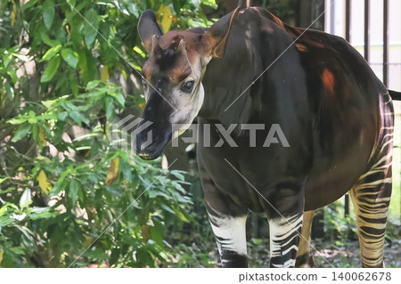 Okapi Okapi 140062678