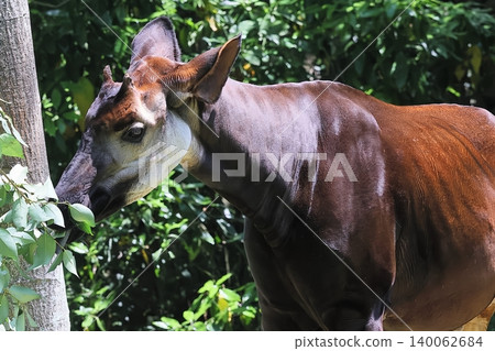 Okapi Okapi 140062684