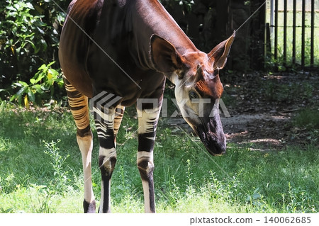 Okapi Okapi 140062685