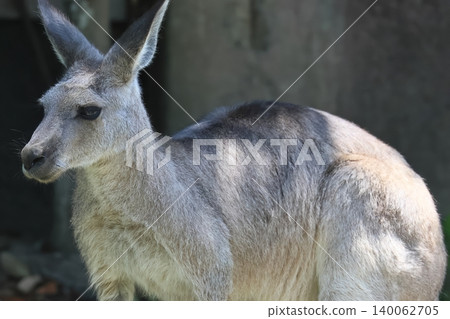 Kangaroo 140062705