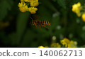 一隻黃蜂在金色的菊花叢中飛舞。 140062713