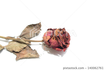 withering red roses isolated on white background withering red roses isolated on white background 140062761