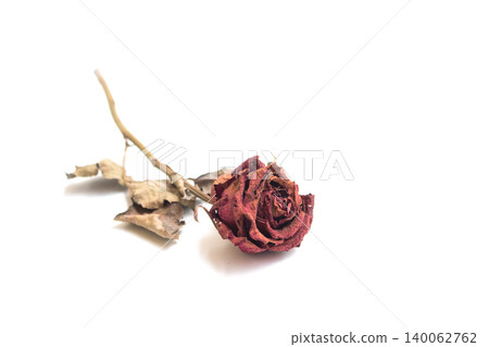 withering red roses isolated on white background withering red roses isolated on white background 140062762