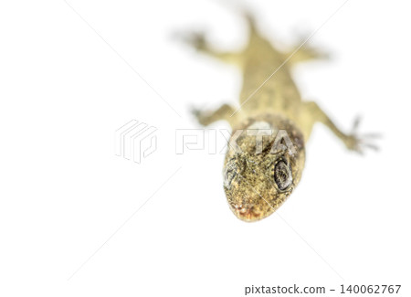 lizard  on white background with copy space 140062767