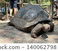 Long-lived giant tortoises 140062798
