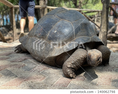 Long-lived giant tortoises Long-lived giant tortoises 140062798