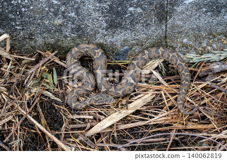 Japanese pit viper in a ditch 140062819