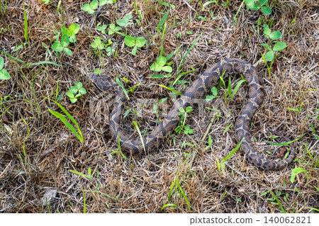 Japanese copperhead on the road 140062821