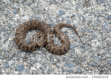 Japanese copperhead on the road Japanese copperhead on the road 140062839