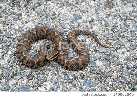 Japanese copperhead on the road 140062840