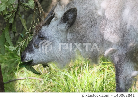 Japanese serow Japanese serow 140062841