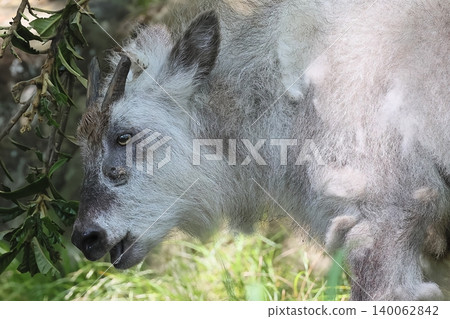 Japanese serow Japanese serow 140062842