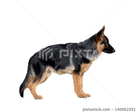 German Shepherd Dog isolate white background German Shepherd Dog isolate white background 140062891