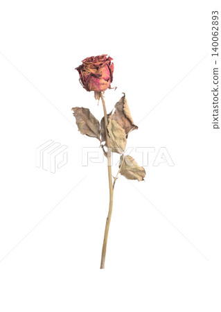 Close-up withering red roses on white background 140062893