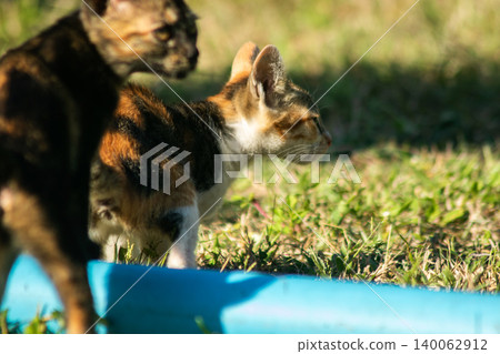 The calico kitten is walking around in the lawn. The calico kitten is walking around in the lawn. 140062912