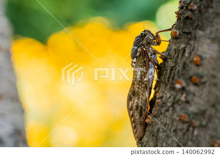 A cicada in a yellow light A cicada in a yellow light 140062992