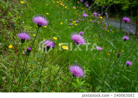 Wild thistle flowers blooming on a slope beside the road Wild thistle flowers blooming on a slope beside the road 140063081