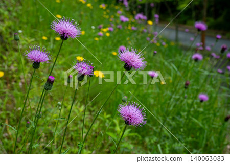 路邊斜坡上盛開的野薊花 路邊斜坡上盛開的野薊花 140063083