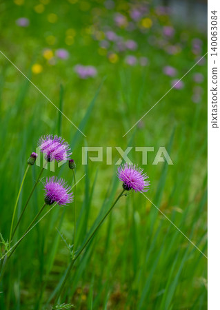 路邊斜坡上盛開的野薊花 路邊斜坡上盛開的野薊花 140063084
