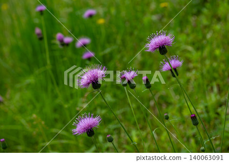 路邊斜坡上盛開的野薊花 路邊斜坡上盛開的野薊花 140063091