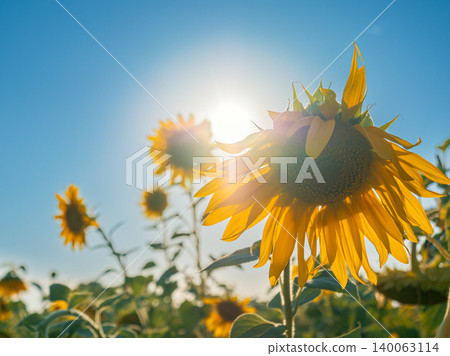 Vibrant sunflowers blooming under a clear blue sky in mid-summer sunshine 140063114