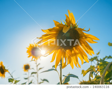 Vibrant sunflowers blooming under a clear blue sky in mid-summer sunshine 140063116