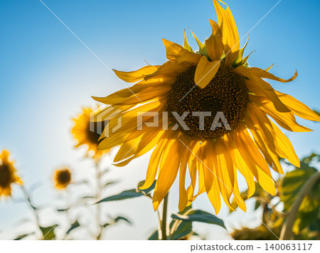Vibrant sunflowers blooming under a clear blue sky in mid-summer sunshine 140063117