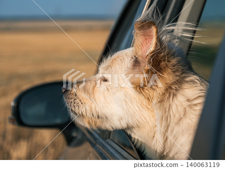 Happy dog enjoys ride with head out car window during road trip on a sunny afternoon Happy dog enjoys ride with head out car window during road trip on a sunny afternoon 140063119