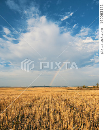 A large golden wheat field stretches to the horizon under a bright blue sky with fluffy white clouds A large golden wheat field stretches to the horizon under a bright blue sky with fluffy white clouds 140063121