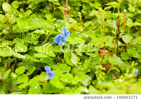 Blue oxalis flowers blooming after the rain (Nepal Himalayas) Blue oxalis flowers blooming after the rain (Nepal Himalayas) 140063171
