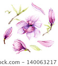 Watercolor illustration of Magnolia flowers, hand-drawn. 140063217