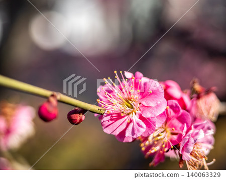 Plum blossoms telling the arrival of spring Plum blossoms telling the arrival of spring 140063329