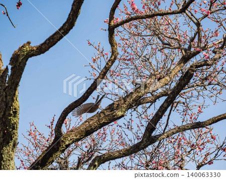 A squirrel climbs a cherry tree with blossoms reaching towards the blue sky. A squirrel climbs a cherry tree with blossoms reaching towards the blue sky. 140063330