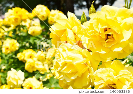 Yellow rose Yellow rose 140063386