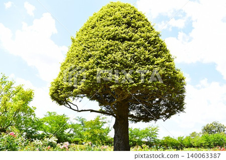 Large, well-maintained trees Large, well-maintained trees 140063387