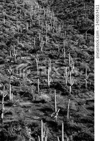 Old Saguaro Cactus Sonora desert Arizona in Black and White 140063411