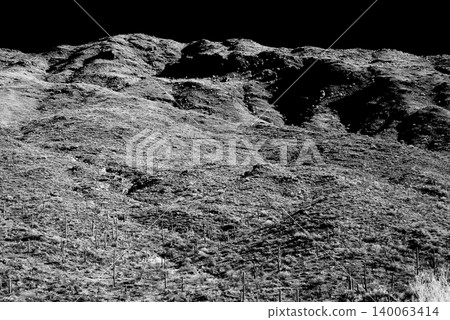 Old Saguaro Cactus Sonora desert Arizona in Black and White 140063414