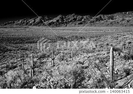 Old Saguaro Cactus Sonora desert Arizona in Black and White 140063415