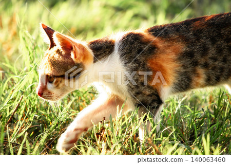 The calico kitten is walking around in the lawn. The calico kitten is walking around in the lawn. 140063460