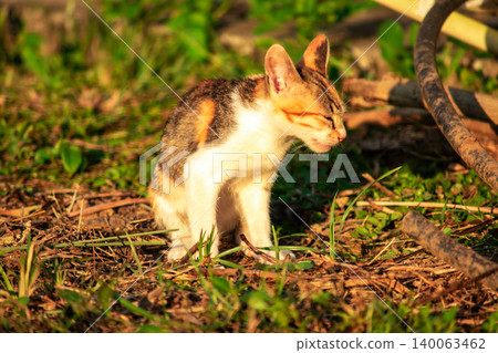 The calico kitten is walking around in the lawn. The calico kitten is walking around in the lawn. 140063462